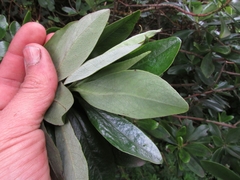 Escallonia paniculata