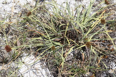 Cyperus planifolius