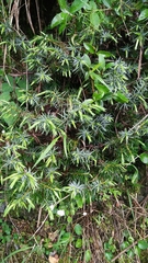 Juniperus formosana