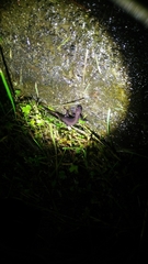 Hynobius arisanensis