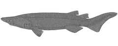 Prickly Shark photo 3