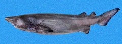 Prickly Shark photo 4