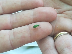 Polydrusus formosus