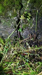 Hynobius arisanensis