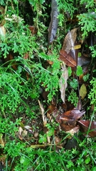 Selaginella labordei