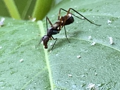 Taeniaptera trivittata