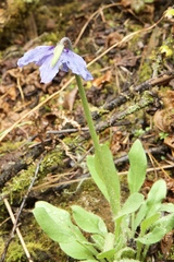 Meconopsis