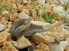 Vipera ammodytes