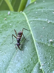 Taeniaptera trivittata
