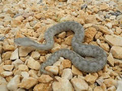 Vipera ammodytes