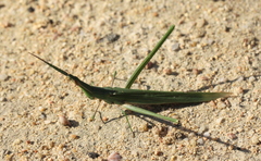 Acrida acuminata
