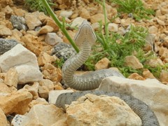 Vipera ammodytes