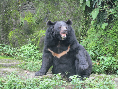 Asian Black Bear