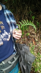 Athyrium reflexipinnum