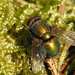 Lucilia bufonivora - Photo (c) James K. Lindsey, algunos derechos reservados (CC BY-SA)