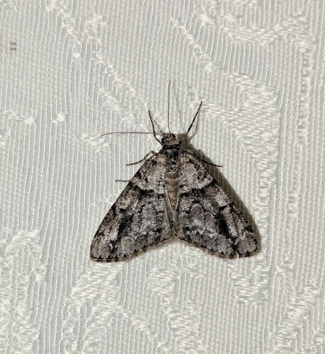 Ersephila