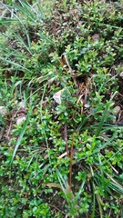 Euphrasia transmorrisonensis