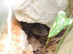Vipera ammodytes
