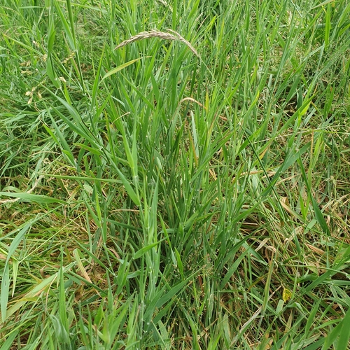 Creeping soft grass (Holcus mollis)