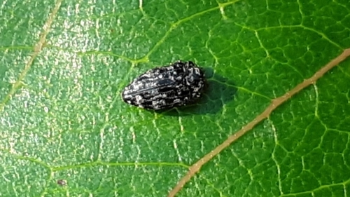 Brachys tesselatus · iNaturalist United Kingdom