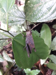 Colpolopha latipennis