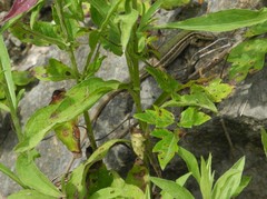 Podarcis melisellensis