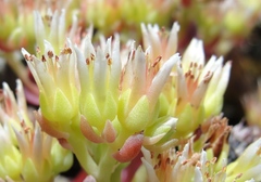 Sedum oregonense