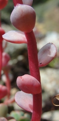 Sedum oregonense