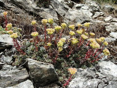 Sedum oregonense