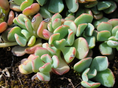 Sedum oregonense