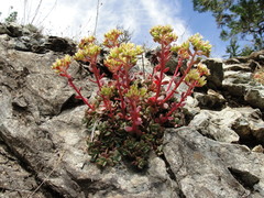 Sedum oregonense