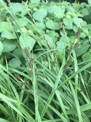 Carex shortiana