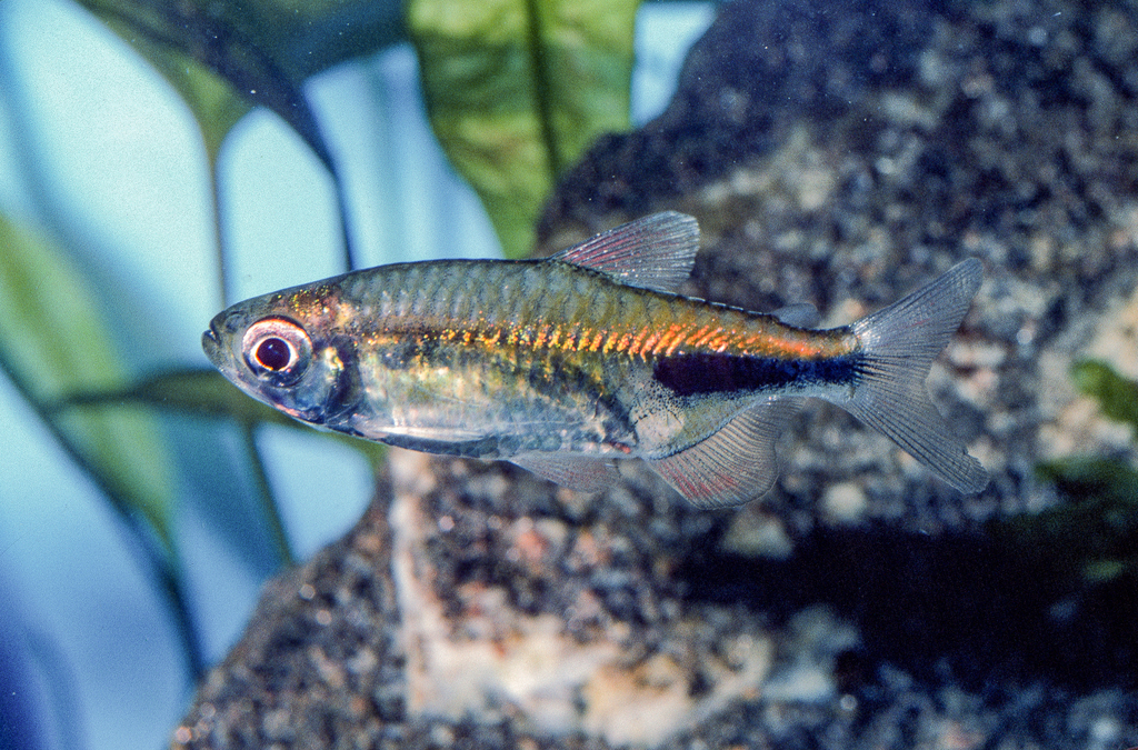 Copper Tetra