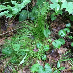 Carex brunnescens sphaerostachya
