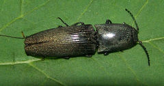Chalcolepidius viridipilis