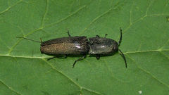 Chalcolepidius viridipilis