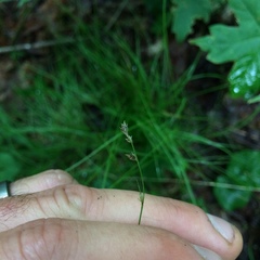 Carex brunnescens sphaerostachya