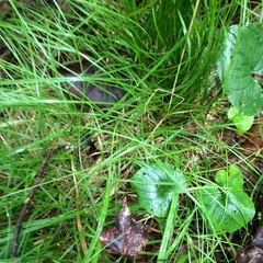 Carex brunnescens sphaerostachya