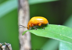 Podontia lutea