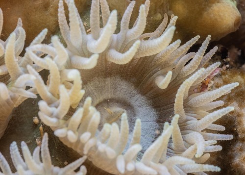 Duncanopsammia axifuga