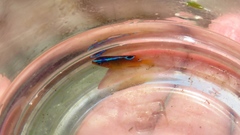 Chrysiptera brownriggii