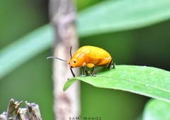 Podontia lutea
