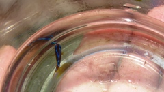 Chrysiptera brownriggii