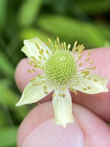 Anemone virginiana var. alba