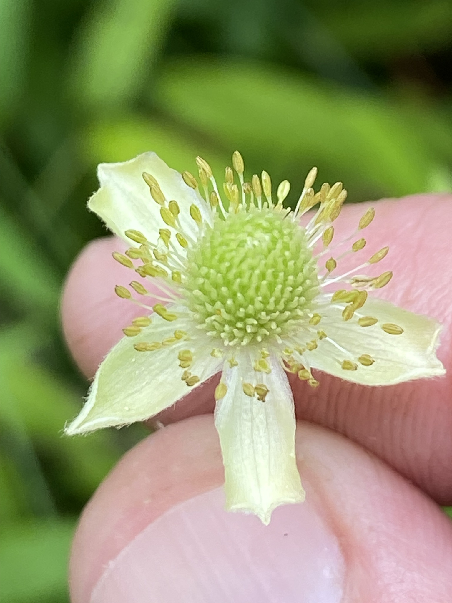 Anemone virginiana var. alba