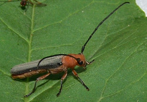 sassafras borer