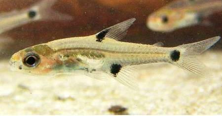 Dalmatian Piquira