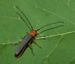 Oberea ruficollis