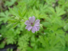 Geranium bicknellii
