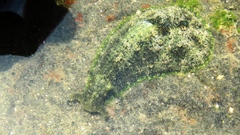 Dolabrifera dolabrifera